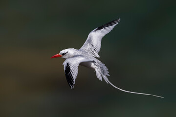 Roodsnavelkeerkringvogel, Red-billed Tropicbird, Phaethon aether