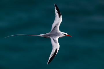 Roodsnavelkeerkringvogel, Red-billed Tropicbird, Phaethon aether