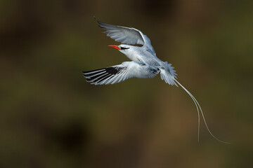 Roodsnavelkeerkringvogel, Red-billed Tropicbird, Phaethon aether