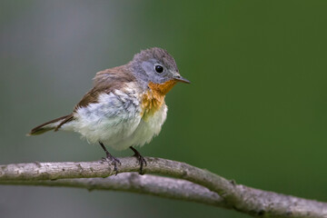 Kleine Vliegenvanger; Red-breasted Flycatcher; Ficedula parva