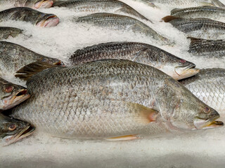 Giant Perch on ice in  market ,seafood background ,seafood market. Close up of fresh fishes Giant Perch