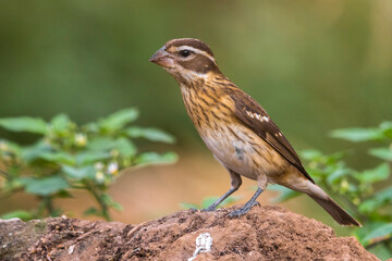 Roodborstkardinaal, Rose-breasted Grosbeak, Pheucticus ludovicianus