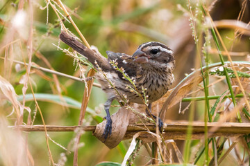 Roodborstkardinaal, Rose-breasted Grosbeak, Pheucticus ludovicianus