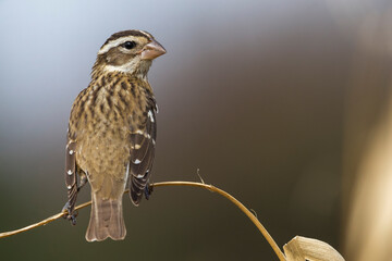 Roodborstkardinaal, Rose-breasted Grosbeak, Pheucticus ludovicianus