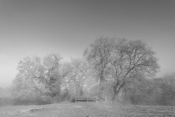 Foggy black and white photo of winter trees