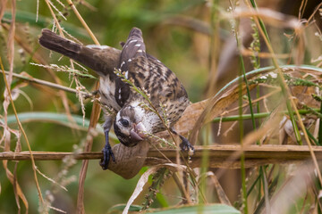 Roodborstkardinaal, Rose-breasted Grosbeak, Pheucticus ludovicianus