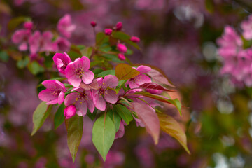 branch with a lot of white and pink blurred flowers. Springtime nature blurred background. The flowers are blurred. Great background for the project. blur home room Premium Photo