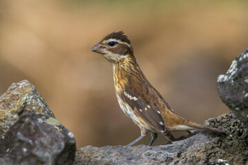 Roodborstkardinaal, Rose-breasted Grosbeak, Pheucticus ludovicianus
