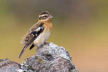 Roodborstkardinaal, Rose-breasted Grosbeak, Pheucticus ludovicianus
