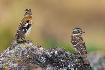 Roodborstkardinaal, Rose-breasted Grosbeak, Pheucticus ludovicianus