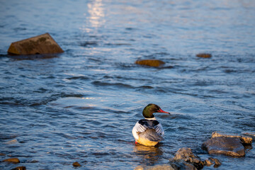 Ducks standing in water in Switzerland. Common merganser. Goosander Eurasian. Mergus merganser.