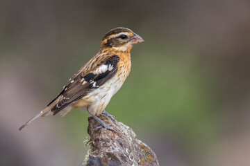 Roodborstkardinaal, Rose-breasted Grosbeak, Pheucticus ludovicianus