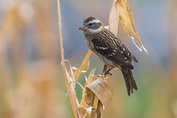 Roodborstkardinaal, Rose-breasted Grosbeak, Pheucticus ludovicianus