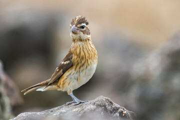 Roodborstkardinaal, Rose-breasted Grosbeak, Pheucticus ludovicianus