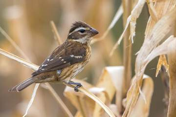 Roodborstkardinaal, Rose-breasted Grosbeak, Pheucticus ludovicianus