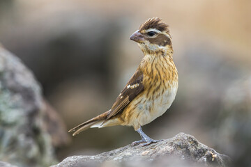 Roodborstkardinaal, Rose-breasted Grosbeak, Pheucticus ludovicianus