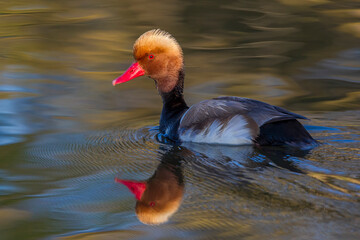 Krooneend, Red-crested Pochard, Netta rufina