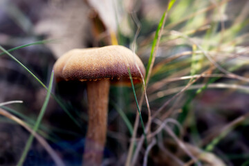 Fall mushroom covered with grass