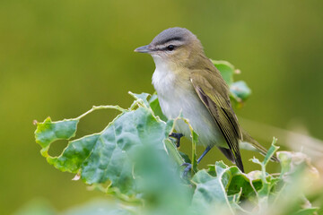 Roodoogvireo, Red-eyed Vireo, Vireo olivaceus