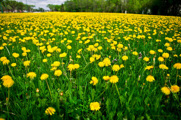 Fototapeta premium field of yellow dandelions