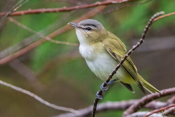 Roodoogvireo, Red-eyed Vireo, Vireo olivaceus