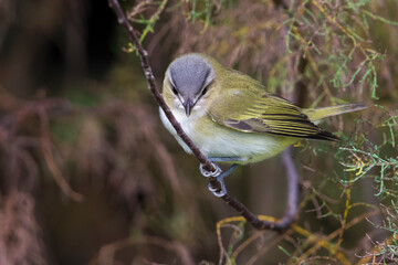 Roodoogvireo, Red-eyed Vireo, Vireo olivaceus