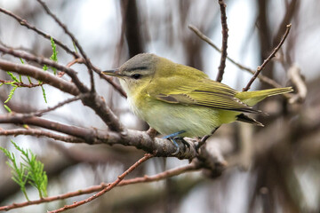 Roodoogvireo, Red-eyed Vireo, Vireo olivaceus