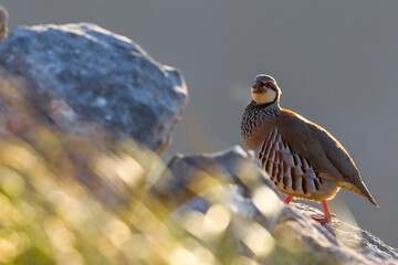 Rode Patrijs; Red-legged Partridge; Alectoris rufa