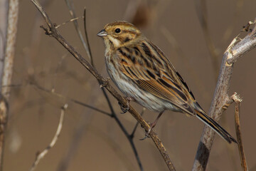 Rietgors, Reed Bunting; Emberiza schoeniclus