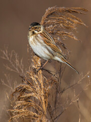 Rietgors, Reed Bunting; Emberiza schoeniclus
