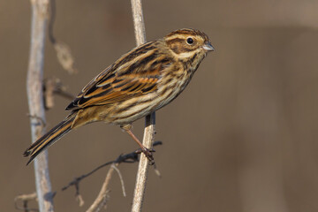 Rietgors, Reed Bunting; Emberiza schoeniclus