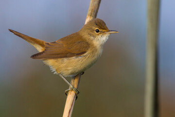 Kleine Karekiet; Reed Warbler; Acrocephalus scirpaceus