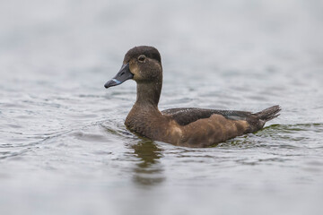 Ringsnaveleend; Ring-necked Duck, Aythya collaris