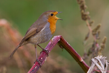 Roodborst; European Robin; Erithacus rubecula