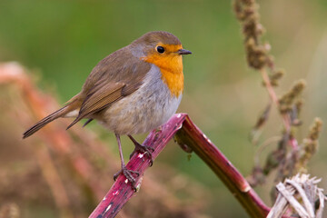 Roodborst; European Robin; Erithacus rubecula