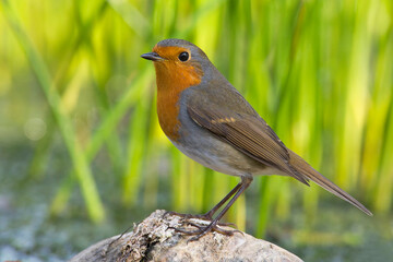 Roodborst; European Robin; Erithacus rubecula