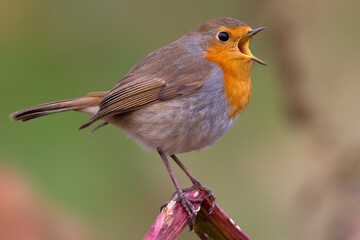 Roodborst; European Robin; Erithacus rubecula