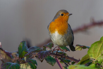 Roodborst; European Robin; Erithacus rubecula