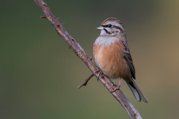Grijze Gors; Rock Bunting; Emberiza cia