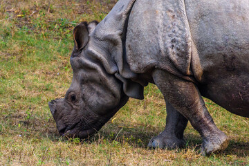 Fototapeta premium Giant African white Rhinoceros grazing grass