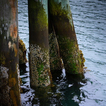 Barnacles on the Pylons