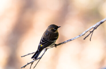 Yellow-rumped Warbler (Setophaga coronata)