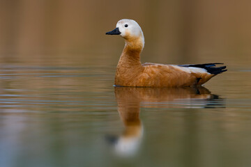 Casarca, Ruddy Shellduck, Tadorna ferruginea