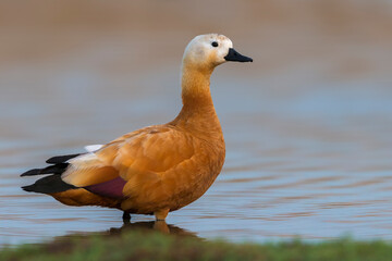 Casarca, Ruddy Shellduck, Tadorna ferruginea