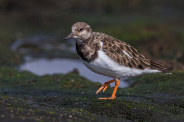 Steenloper; Ruddy Turnstone; Arenaria interpres