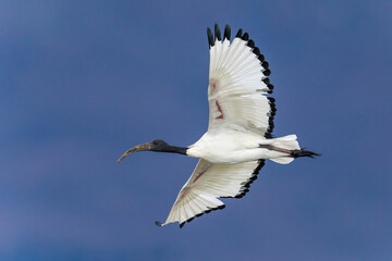 Heilige Ibis; Sacred Ibis; Threskiornis aethiopicus