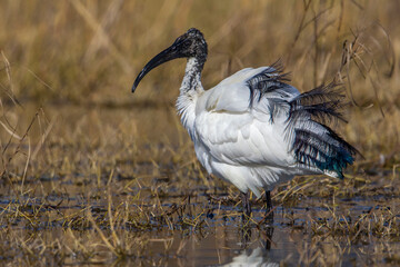 Heilige Ibis; Sacred Ibis; Threskiornis aethiopicus