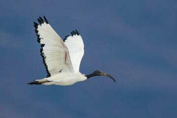 Heilige Ibis; Sacred Ibis; Threskiornis aethiopicus