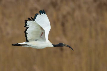 Heilige Ibis; Sacred Ibis; Threskiornis aethiopicus