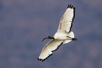 Heilige Ibis; Sacred Ibis; Threskiornis aethiopicus